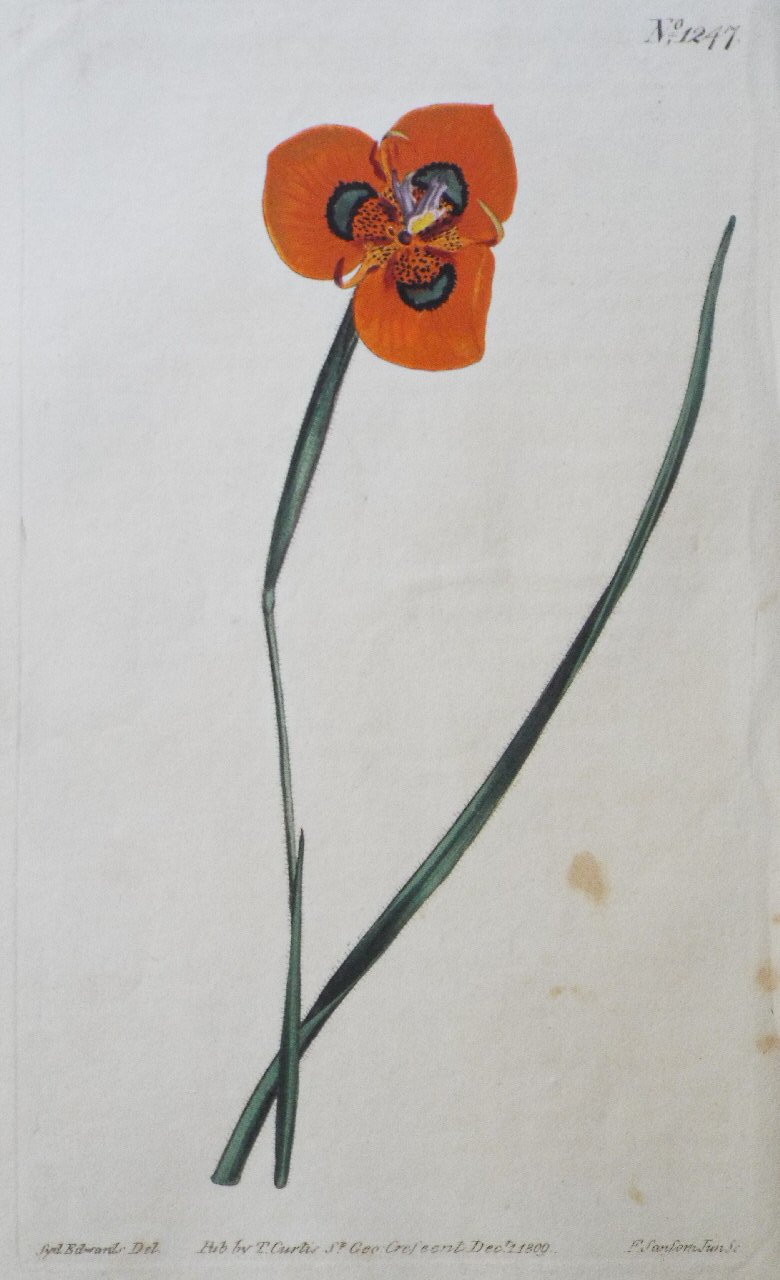 Print - No. 1247 (Moraea Pavonia. Orange-coloured Moreaa.) - Sansom